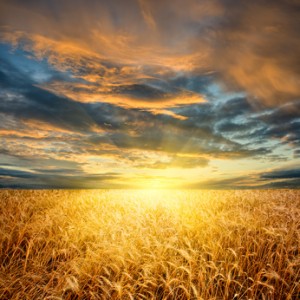 wheat field horizontal